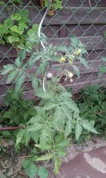 20130617_154346.webp