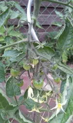 20130617_154738.webp