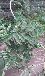 20130617_154753.webp