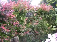 Berberitze.webp