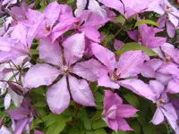 Clematisblüten 26.6.2013.webp