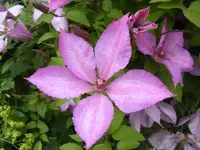 Clematisblüte 26.6.2013.webp