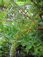 Garten Hartmann 3 003.webp