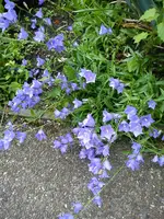 Garten Hartmann 3 005.webp