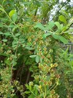 Garten Hartmann 3 007.webp
