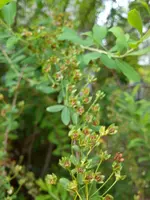 Garten Hartmann 3 009.webp