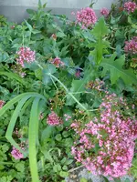 Garten Hartmann 3 013.webp