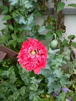 Garten Hartmann 3 015.webp