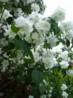 Garten Hartmann 3 021.webp
