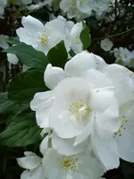 Garten Hartmann 3 023.webp