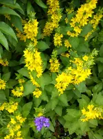 Garten Hartmann 3 025.webp