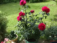 DSCF1420.webp