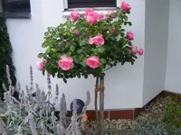 Rosenstämmchen 25.6.2013.webp