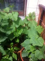 011.webp