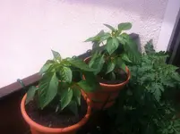 015.webp