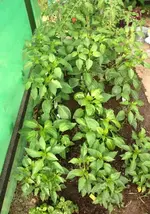 Paprika.webp