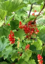 rote johannis.webp