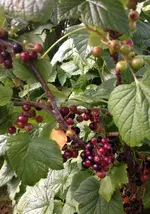 schwarze johannis.webp