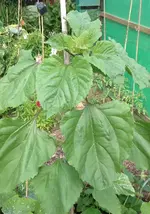 sonnenblume.webp