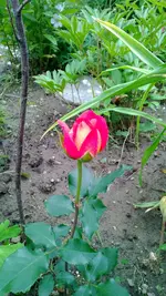 WP_20130623_004.webp