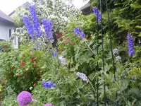 Rittersporn 26.6.2013.webp