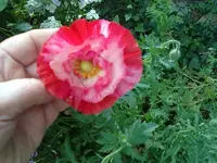 mohn.webp