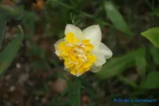 Sweet pomponette.webp