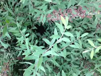 Foto_4.webp