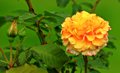 erste Blüten Caramella_1024.webp