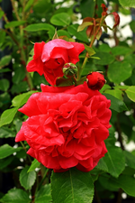 Lagunablüte und weitere Knospen_640.webp