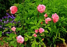 Mrs John Laing blüht_1024.webp
