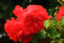 IMG_870R_Uetersen_3_1024.webp