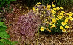 Allium Christophii groß wie Fußbälle_1024.webp