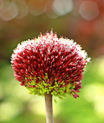 Allium Forelock_2_500.webp