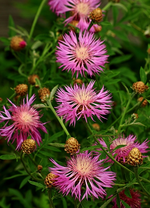 pinkfarbene Kornblume in Reihe_600.webp