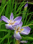 weiss_blaue Iris_2_600.JPG