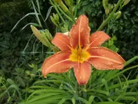 CIMG6829.webp