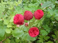CIMG6977.webp