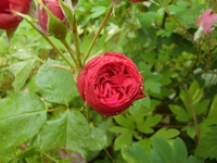 CIMG6904.webp