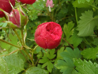 CIMG6905.webp