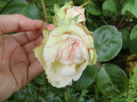 CIMG6813.webp