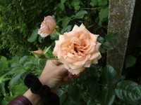 CIMG6833.webp