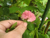 CIMG6895.webp
