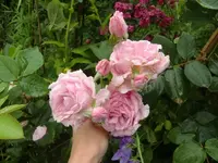 CIMG6891.webp