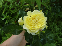 CIMG6861.webp
