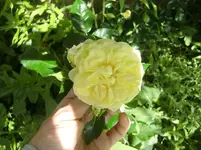 CIMG6959.webp