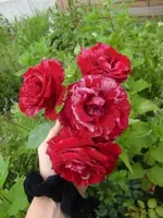 CIMG6800.webp