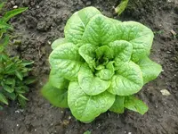 CIMG6921.webp