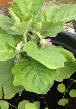 Aubergine.webp