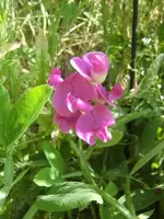 CIMG6505.webp